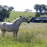 Horse in a paddock near the Woolshed Cabins.